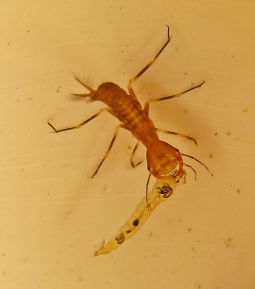 predacious-diving-beetle-larva-with-phantom-midge-larva