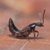 rove-beetle-adult
