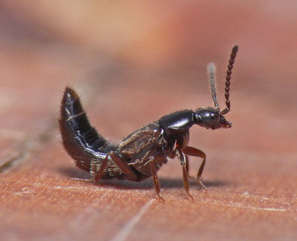 rove-beetle-adult