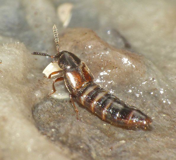 rove-beetle-aleocharinae-feeding-on-fly-egg