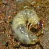 scarabaeidae-beetle-larva-in-marmot-poop