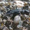 tiger-beetle-5