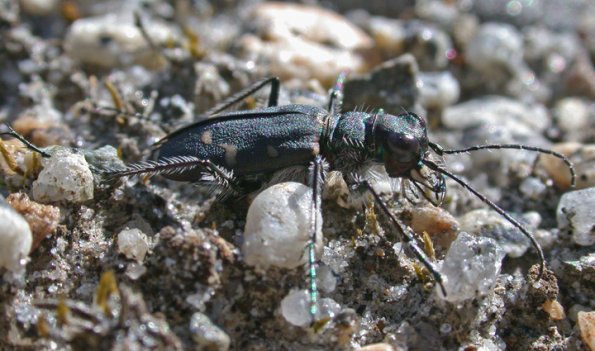 tiger-beetle-5