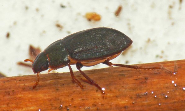 water-scavenger-beetle-ametor-scabrosus-