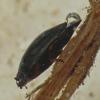 whirligig-beetle-2