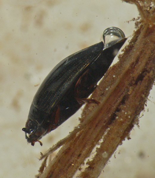 whirligig-beetle-2