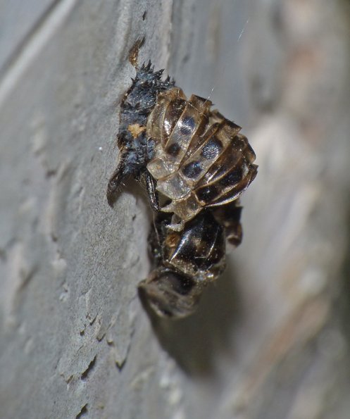 stink-bug-bored-into-paper-birch-fairbanks
