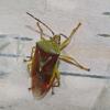 stink-bug-on-paper-birch-fairbanks