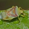 stink-bug-on-wet-leaf-fairbanks