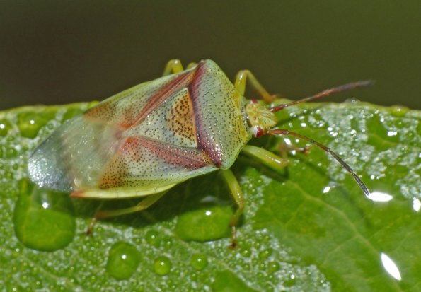 stink-bug-on-wet-leaf-fairbanks