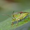 stink-bug-on-willow-leaf-family-pentatomidae-fairbanks