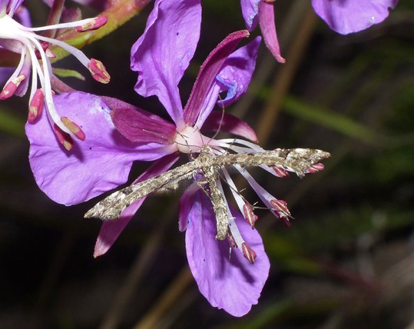 Plume-Moth-on-fireweed-alpine-in-Anchorage