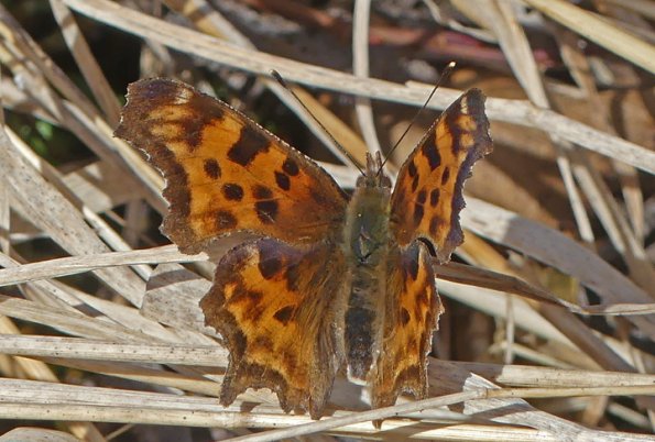 Satyr-Comma-Polygonia-satyrus-