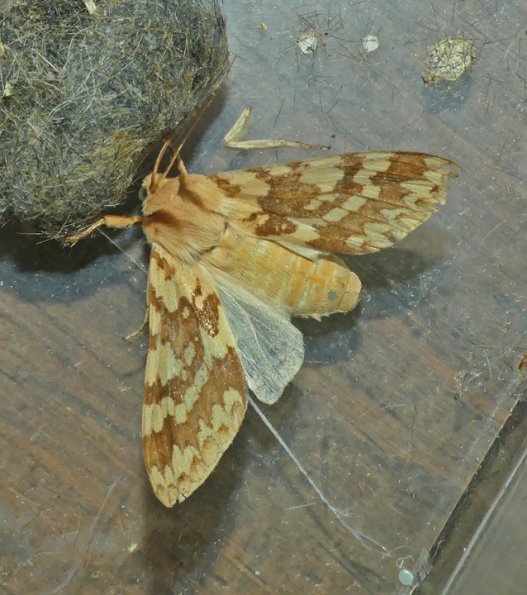 Spotted-Tussock-Moth-adult-a