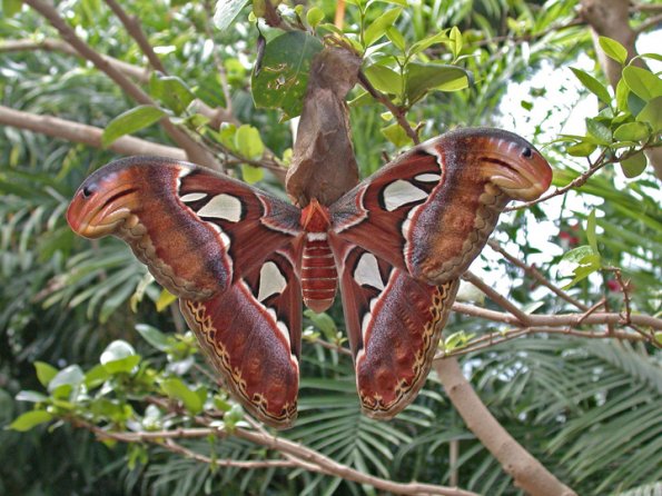 atlas-moth-not-in-alaska-