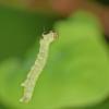 bruce-spanworm-larva-hanging-from-its-silk-thread