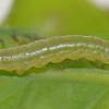 bruce-spanworm-larva-on-early-blueberry-leaf