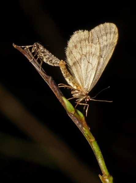 bruce-spanworms-mating-2