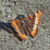 butterfly-juneau-