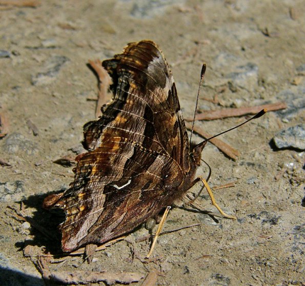 butterfly-juneau-alpine-july-15