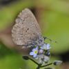 butterfly-on-forget-me-not-in-juneau
