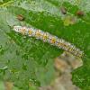 caterpillar-eating-alder-leaf