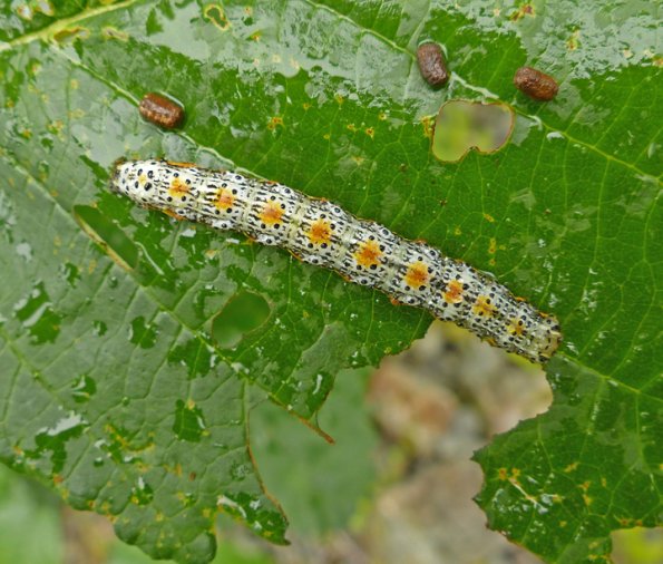 caterpillar-eating-alder-leaf
