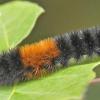 caterpillar-from-washington