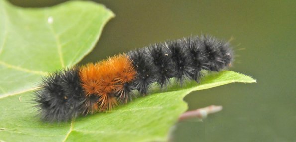 caterpillar-from-washington