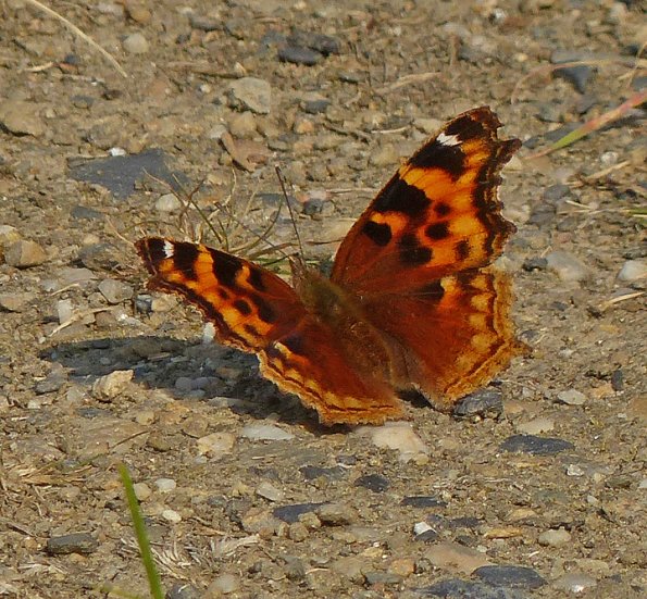 compton-tortoiseshell-fairbanks-august