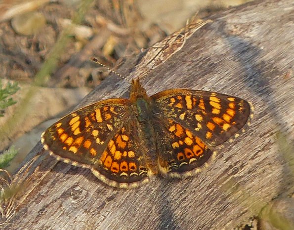 field-crescent-fairbanks-august
