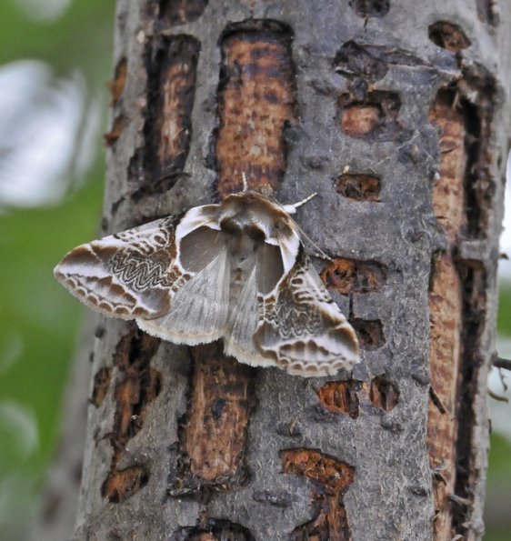 habrosyne-scripta-ssp