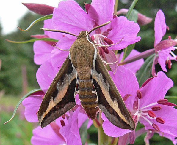 hawk-moth-adult