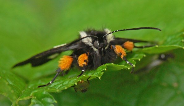 langton-forester-moth-female-front-view