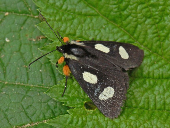 langton-forester-moth-female-wings-folded