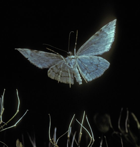 moth-in-flight-juneau