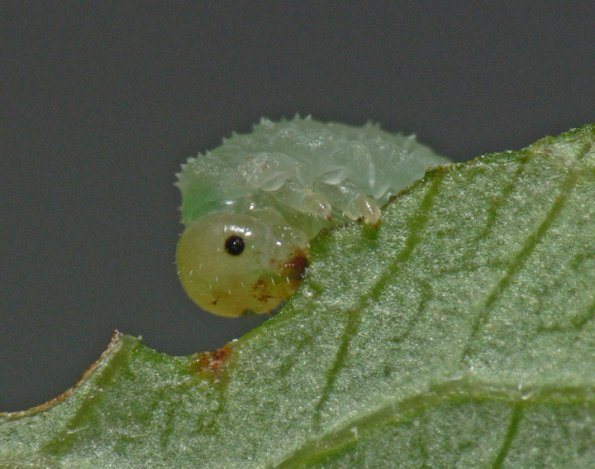 moth-larva-i-think-in-juneau