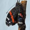 red-admiral-emerged-from-chrysalis
