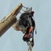 red-admirald-emerging-from-chrysalis