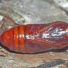 spotted-tussock-moth-pupa_1475003756