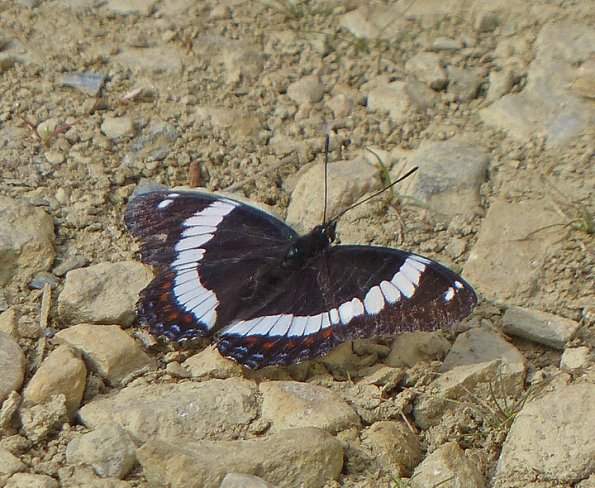white-admiral-limenitis-arthemis-fairbanks