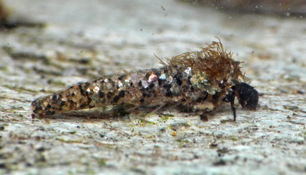 apataniid-case-maker-larva