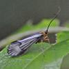 caddisfly-adult-i-think-