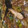 caddisfly-adult-laying-eggs