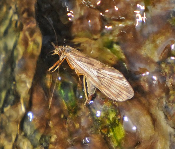 caddisfly-adult-laying-eggs
