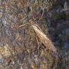 caddisfly-adult-mendenhall-river-april