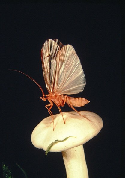caddisfly-adult-on-mushroom