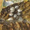 caddisfly-eggs