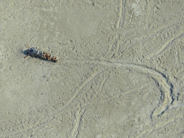 caddisfly-tracks-Mendenhall-Lake-shore-2