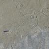 caddisfly-tracks-in-the-mud-Mendenhall-Lake-1